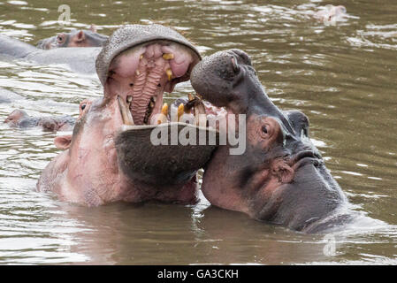 Hippopotamus fighting (Hippopotamus amphibius), Serengeti National Park, Tanzania