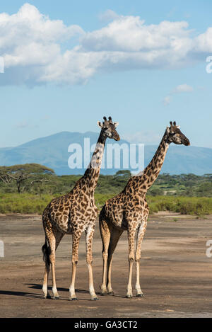 Maasai giraffes (Giraffa camelopardalis tippelskirchi) with the Ngorongoro Crater in the background, Serengeti National Park, Ta Stock Photo