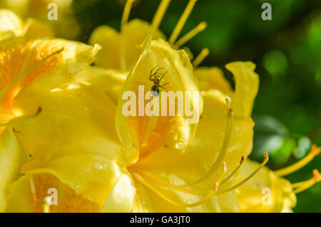 spider on invisible web on a yellow azalea flower close up Stock Photo
