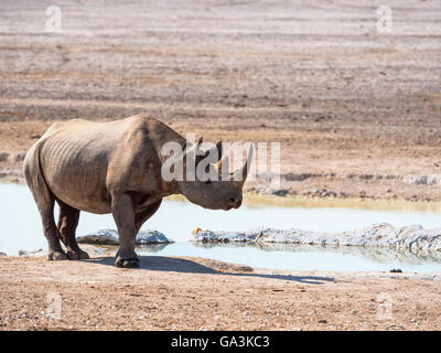 Black or hook-lipped rhinoceros (Diceros bicornis) at waterhole, Okaukuejo, Etosha National Park, Namibia Stock Photo