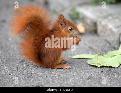 European squirrel (Sciurus vulgaris) holding nut, sitting on street, Stuttgart, Baden-Württemberg, Germany Stock Photo