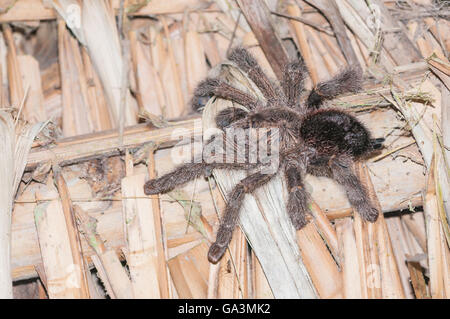 Pinktoe tarantula, Avicularia avicularia, La Selva, Rio Napo, Ecuador; native from Costa Rica to Brazil Stock Photo