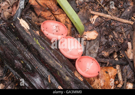 Goblet fungus, monkey cup, Cookeina sulcipes, La Selva, Rio Napo, Ecuador Stock Photo