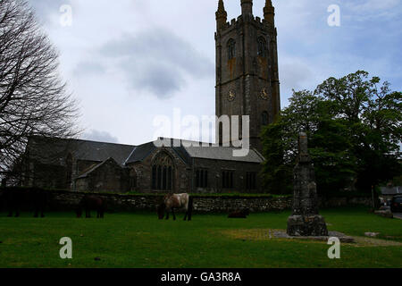 Dartmoor ponies grazing on the green at Widecombe-in the-Moor with the church in the background Stock Photo