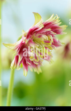 Aquilegia vulgaris var. stellata  'Nora Barlow' (Barlow Series)  Columbine  April Stock Photo