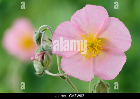 Helianthemum  'Rhodanthe Carneum'   AGM  Rock rose  Also known as 'Wisley Pink'  July Stock Photo