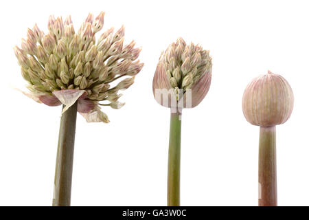 Allium karataviense   AGM  Kara Tau garlic  Three flower buds in different stages of development  May Stock Photo