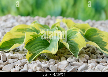 Hosta  'Wide Brim'  Plantain lily  Growing in gravel  June Stock Photo
