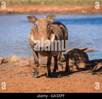 Closeup of a lone Warthog next to a watering hole in Southern Africa Stock Photo