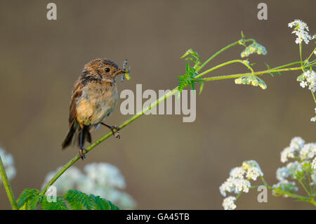 Stonechat, female, Dingdener Heide, Germany / (Saxicola torquata) Stock Photo