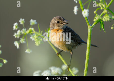 Stonechat, female, Dingdener Heide, Germany / (Saxicola torquata) Stock Photo