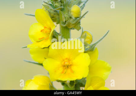 Denseflower Mullein, Oberhausen, Germany / (Verbascum densiflorum) Stock Photo