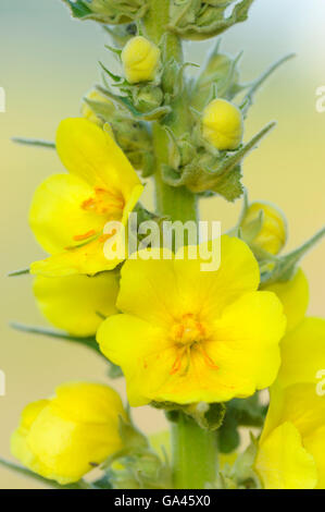 Denseflower Mullein, Oberhausen, Germany / (Verbascum densiflorum) Stock Photo