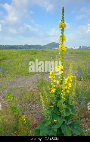 Denseflower Mullein, Oberhausen, Germany / (Verbascum densiflorum) Stock Photo