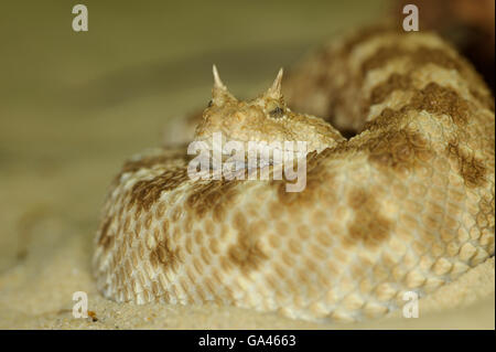 Desert horned viper / (Cerastes cerastes) Stock Photo