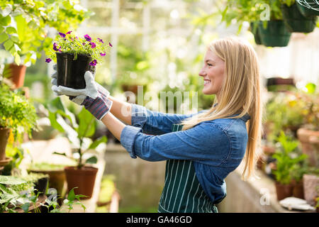 Female gardener holding potted flowering plant Stock Photo