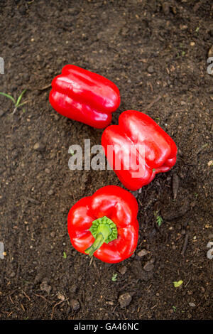 Overhead view of fresh red bell peppers on dirt at garden Stock Photo