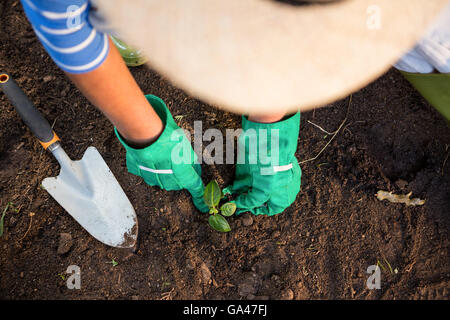 High angle view of gardener planting seedling in dirt at garden Stock Photo