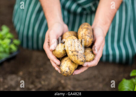 Gardener harvesting potatoes at greenhouse Stock Photo