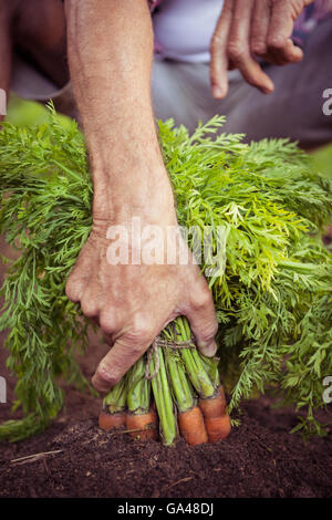 Close-up of gardener holding carrots bunch at garden Stock Photo