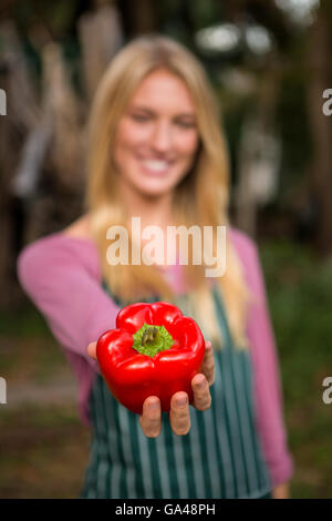 Close-up of garderner offering red bell pepper at garden Stock Photo