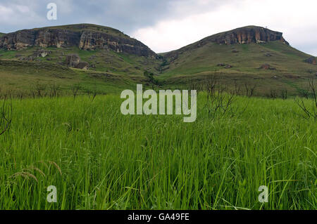 Grass field in Giants Castle KwaZulu-Natal nature reserve, Drakensberg South Africa Stock Photo