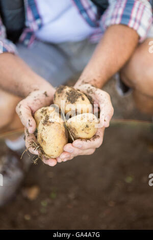 High angle view of gardener holding potatoes in garden Stock Photo