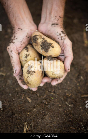Overhead view of gardener holding dirty potatoes at garden Stock Photo
