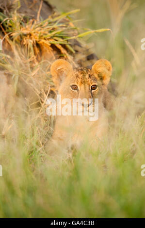 Lion cub (Panthero leo), Tarangire National Park, Tanzania Stock Photo