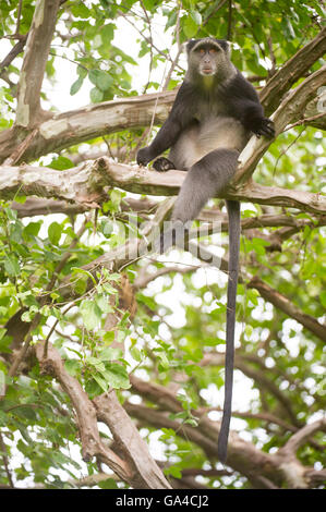 Blue monkey (Cercopithecus mitts), Lake Manyara National Park, Tanzania Stock Photo