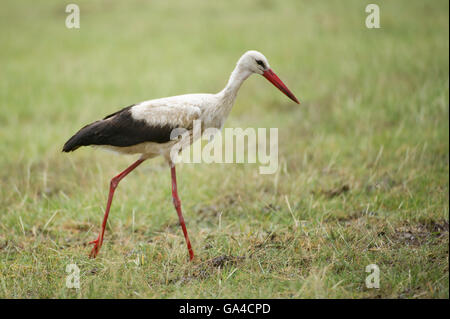 White stork, Ciconia ciconia, Lake Manyara National Park, Tanzania Stock Photo
