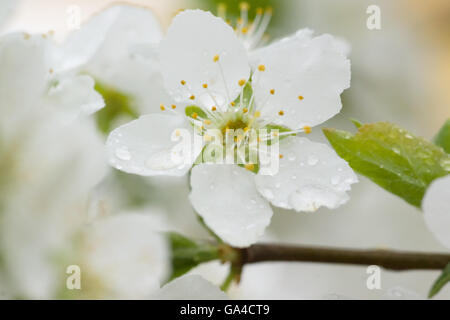 They bloom white flowers on the branches of a pear tree Stock Photo