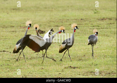 Grey Crowned Cranes (Balearica regulorum), Lake Manyara National Park, Tanzania Stock Photo