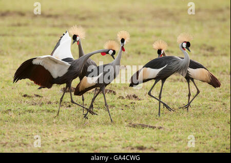 Grey Crowned Cranes (Balearica regulorum), Lake Manyara National Park, Tanzania Stock Photo