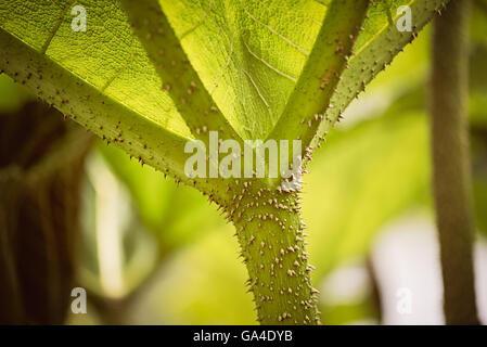Close up of Giant Rhubarb Gunnera Maniciata leaves and stem texture green in Kew Gardens London. Stock Photo