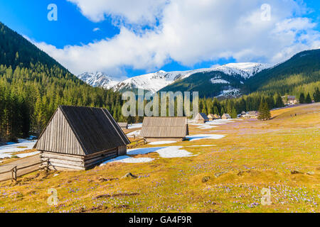 Wooden huts on meadow with blooming crocus flowers in Chocholowska valley, Tatra Mountains, Poland Stock Photo