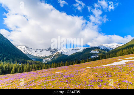 Meadow with blooming crocus flowers in Chocholowska valley in spring, Tatra Mountains, Poland Stock Photo