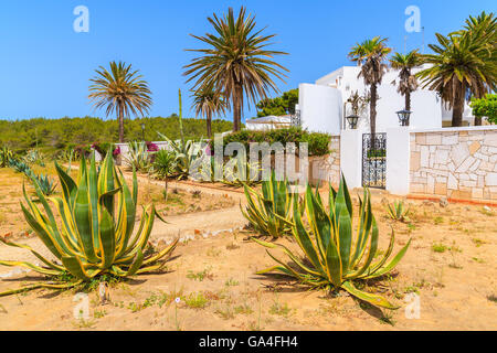 Agave plants growing in front of typical holiday house in Portimao town, Algarve region, Portugal Stock Photo