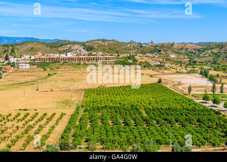 A view of field of olive trees in countryside landscape near Silves town, Algarve region, Portugal Stock Photo