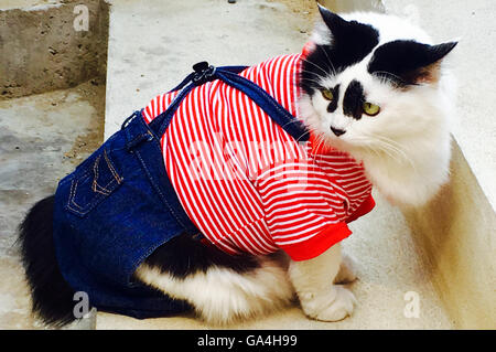 white cat black ear in fashion style Stock Photo