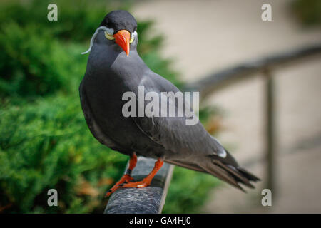 inka tern bird Stock Photo