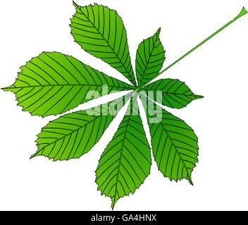 chestnut, buckeye ,(Aesculus hippocastanum) , vector, isolated buckeye ...