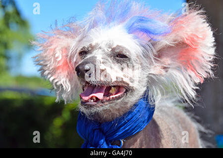 Chinese Crested Hairless dog with blue scarf and red and blue dyed fur for patriotic holiday. Stock Photo