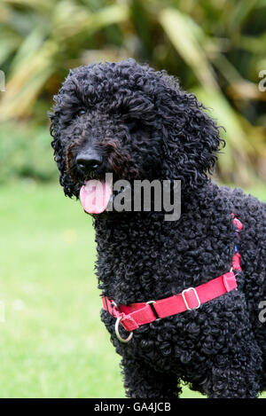 Black coloured Labradoodle wearing a red collar, panting Stock Photo