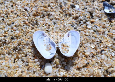 Seashells lying on a sandy beach Stock Photo