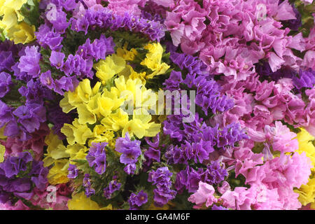 Pink, purple, yellow Statice Flowers  -  Limonium Background Stock Photo