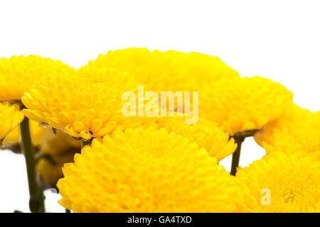 yellow spray  Chrysanthemum isolated on white background Stock Photo