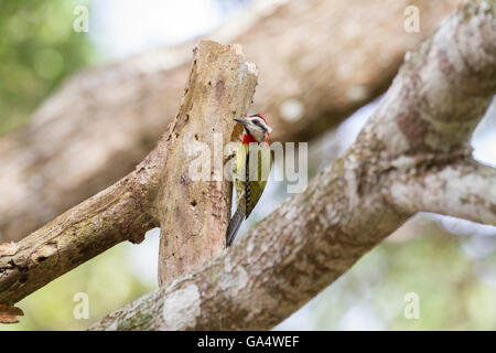 Cuban Green Woodpecker (Xiphidiopicus percussus) on a tree branch near Hacienda La Belen, a working ranch and birdwatching area Stock Photo