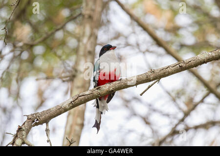 Cuban Trogon, endemic to Cuba where it is also the national bird, perched on a branch in a nature reserve near Hacienda La Belen Stock Photo