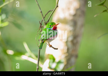 Cuban Tody (Todus multicolor), which is endemic to Cuba, perched on a branch in the Cayo Coco area. Stock Photo